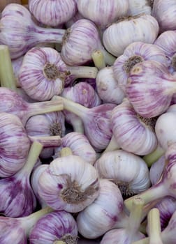 Garlic background in the maket at the Grenoble,France.