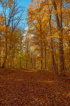 Fall in,  Ontario Hilton Falls conservation area