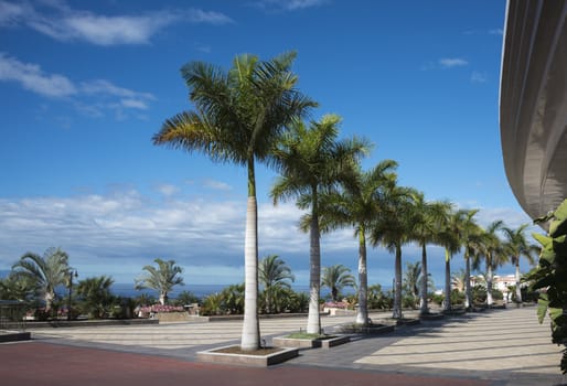 palm trees on the boulevard in tenerife