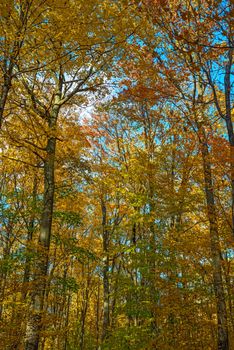 Fall in,  Ontario Hilton Falls conservation area