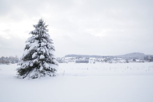 Beautiful winter landscape in the forest outside