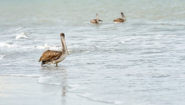 Brown Pelican (Pelecanus occidentalis carolinensis) flying over Ocean in El Rompio Panama