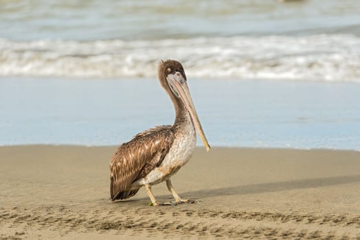 Brown Pelican (Pelecanus occidentalis carolinensis) in  El Rompio beach in Panama