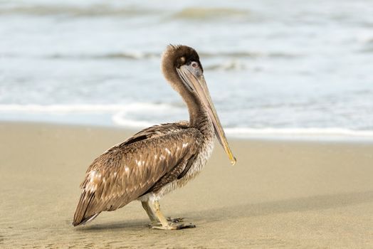 Brown Pelican (Pelecanus occidentalis carolinensis) in  El Rompio beach in Panama