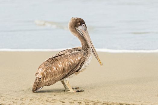 Brown Pelican (Pelecanus occidentalis carolinensis) in  El Rompio beach in Panama