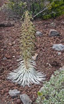 Haleakala Silversword is a rare plant that only grows in cold and dry high altitude on Haleakala Volcano, Maui Island, Hawaii, USA. This plant is only found on the island of Maui in Haleakalā National Park at an elevation of 2,100 to 3,000 m on the Haleakalā summit depression, the rim summits, and surrounding slopes of the dormant Haleakalā Volcano.
