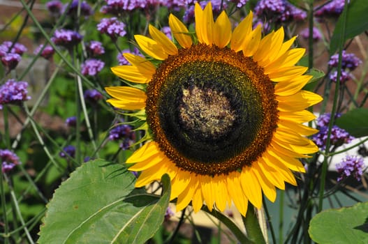 Big yellow sunflower in the summer garden