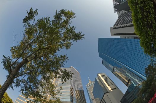 Hong Kong China highrise buildings and tree