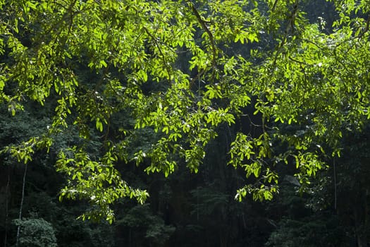 Green leaves background in Thailand