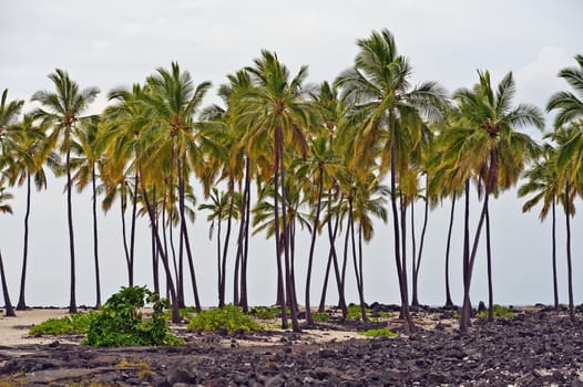 Called Honaunau in Hawaiian. This is a magical place not to be missed by visitors. PAlm trees at  Puuhonua O Honaunau National Historical Park