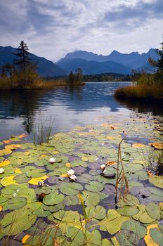 white water lily on Barmsee in Bavarian Alps
