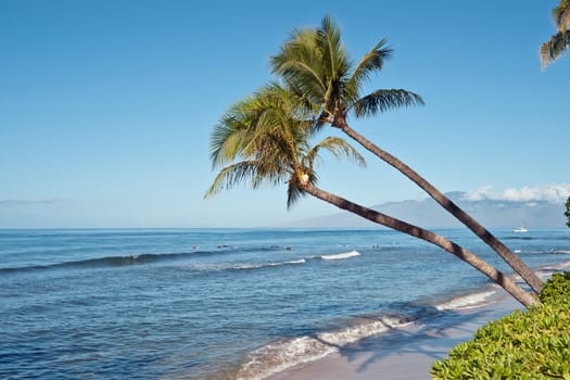 Palm tree and the Pacific ocean beach in Maui Hawai