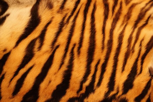 beautiful tiger fur - colorful texture with orange, beige, yellow and black