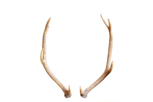 antlers from a young red deer, a trophy for future, isolated over white background