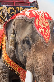 thai elephant show in thailand