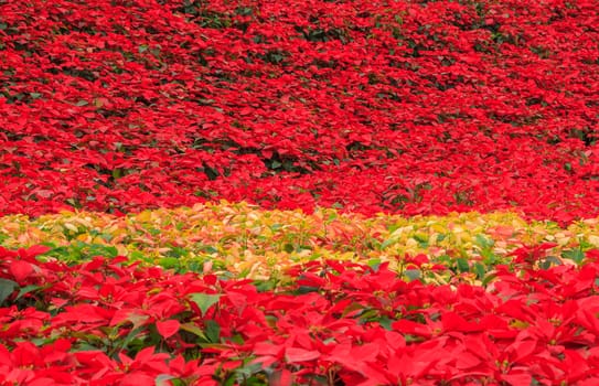 red poinsettia garden with green leaves - christmas flower