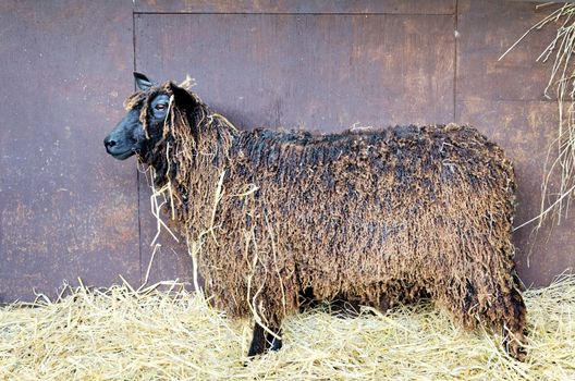 Wensleydale sheep