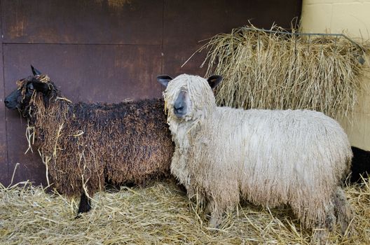 Wensleydale sheep