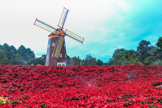 Red Poinsettia garden  and Wind turbine - christmas flower