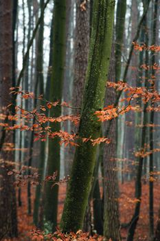 Hornbeam tree in forest - red autumn leaves.