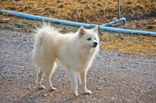happy white young dog standing in the cultivation farm