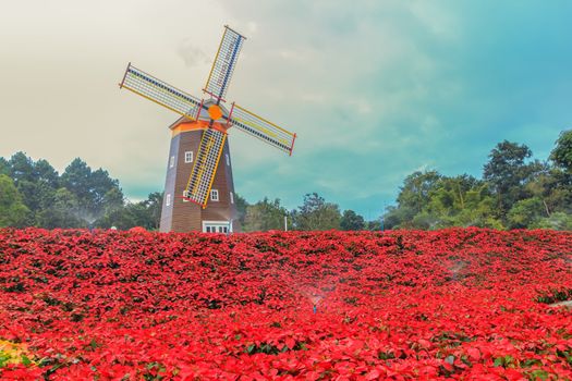 Red Poinsettia garden  and Wind turbine - christmas flower