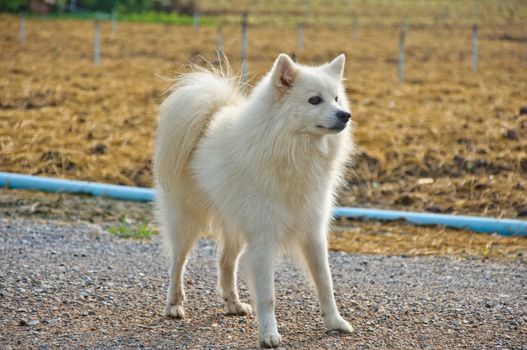 happy white young dog standing in the cultivation farm