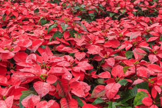red poinsettia garden with green leaves - christmas flower