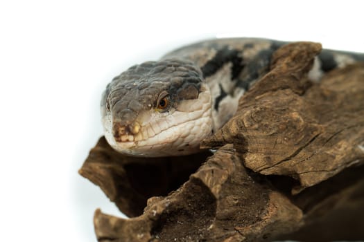 Blue tongued skink on white background (Tiliqua scincoides scincoides)