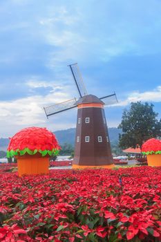 Red Poinsettia garden  and Wind turbine - christmas flower