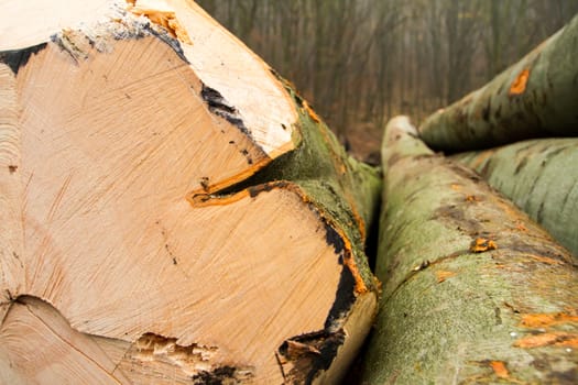 year rings of harvested wood