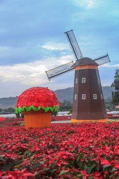 Red Poinsettia garden  and Wind turbine - christmas flower