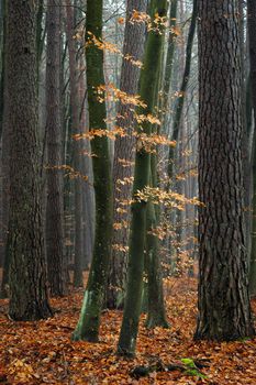 Hornbeam trees in forest - fallen, red autumn leaves.