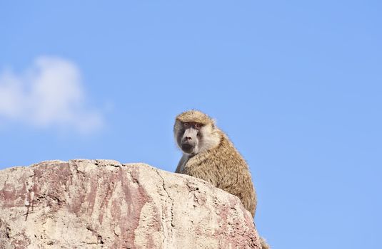 Monkey Baboon - Papio anubis in the wild seating on the rock

