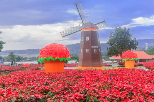 Red Poinsettia garden  and Wind turbine - christmas flower