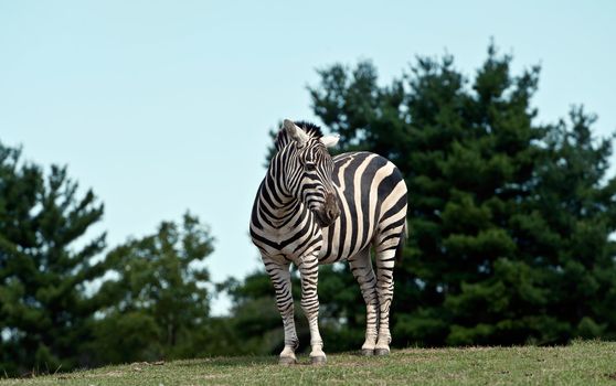 Portrait of Zebra on the grass