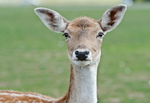 Portrait of a white-tailed deer.