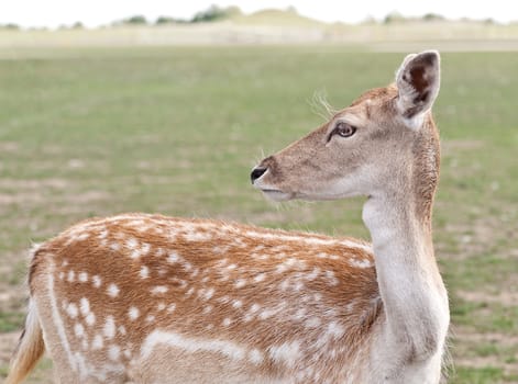 Portrait of a white-tailed deer.