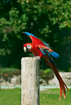 Macaw, red parrot on the pole