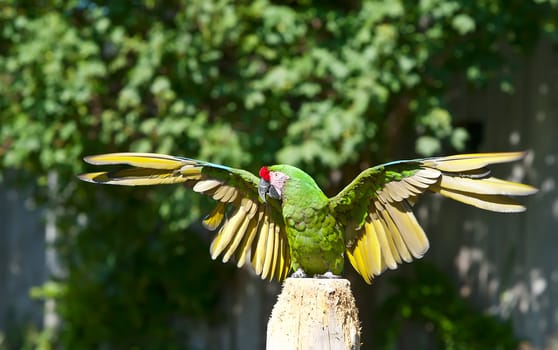 Portrait of the Green Parrot seating on the pole