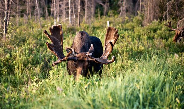 Bull moose feeding in Algonquin Park, Ontario Canada