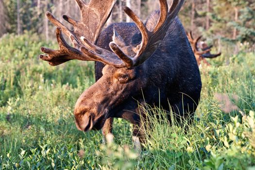 Bull moose feeding in Algonquin Park, Ontario Canada