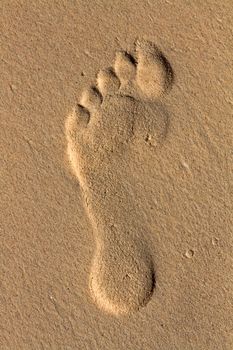 footprint on the sea-sand at sunset sunshine