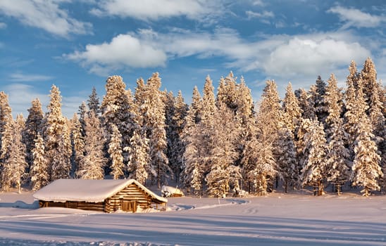 dug in the winter frosty forest with trees covered with snow in the setting sun