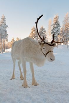 White Christmas deer in the background of snow-covered forest