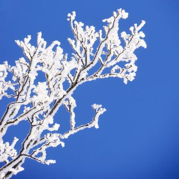 snow flakes on a branch outside in winter