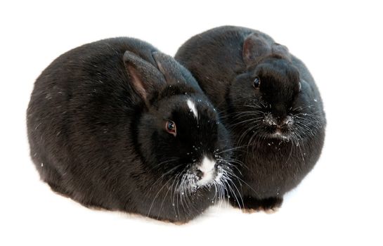 two rabbits isolated on white background with snouts in frost