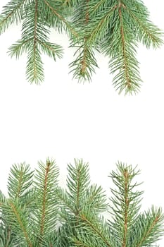 isolated on white background pine branches christmas motive