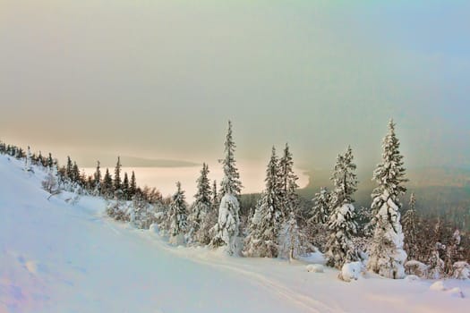 Winter forest in a mysterious fog sunlight