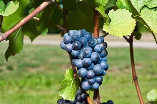 Grapes on the Vine ready for Harvest - Ontario Canada